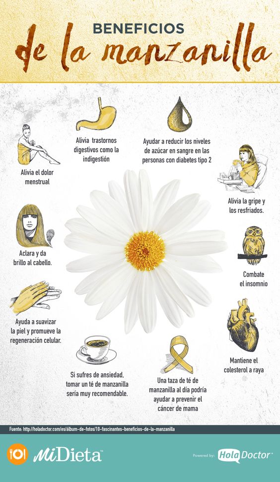 Planta medicinal manzanilla