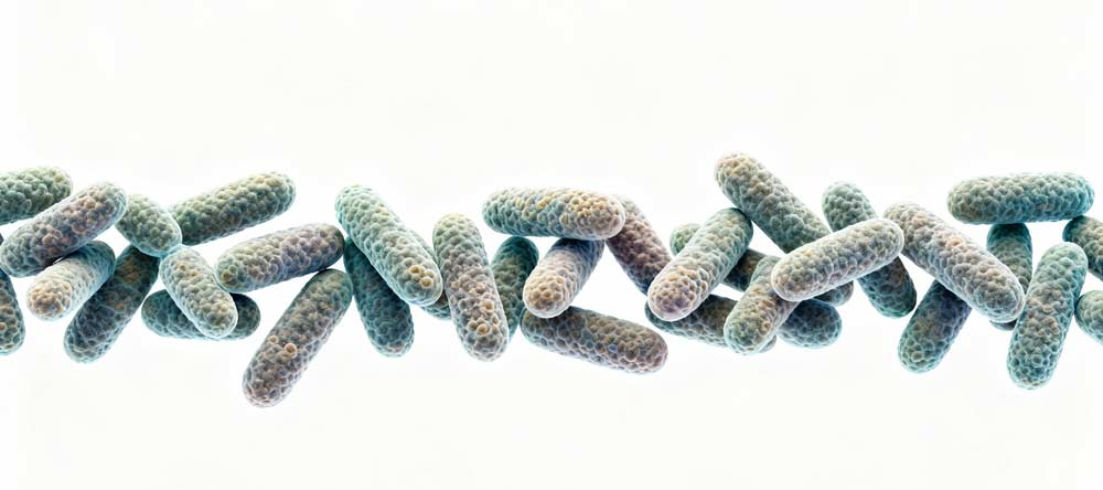 Salmonelosis: tratamiento preventivo recomendado por especialistas