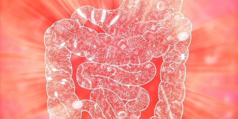 Cuáles son las funciones de la microbiota