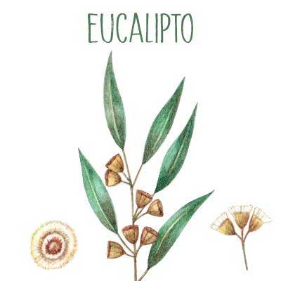 Propiedades medicinales del eucalipto